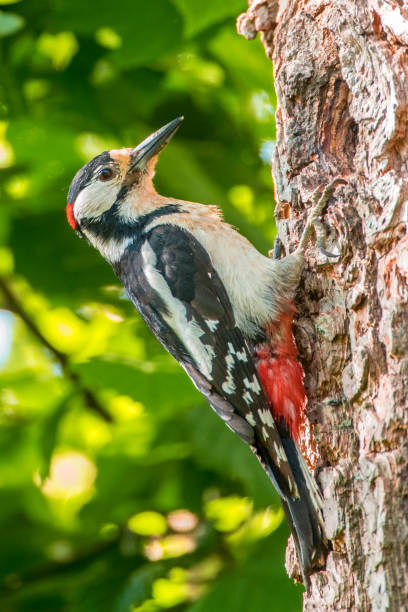 istock Great Spotted Woodpecker feeding a chick in its hole in a tree during springtime 1401303344