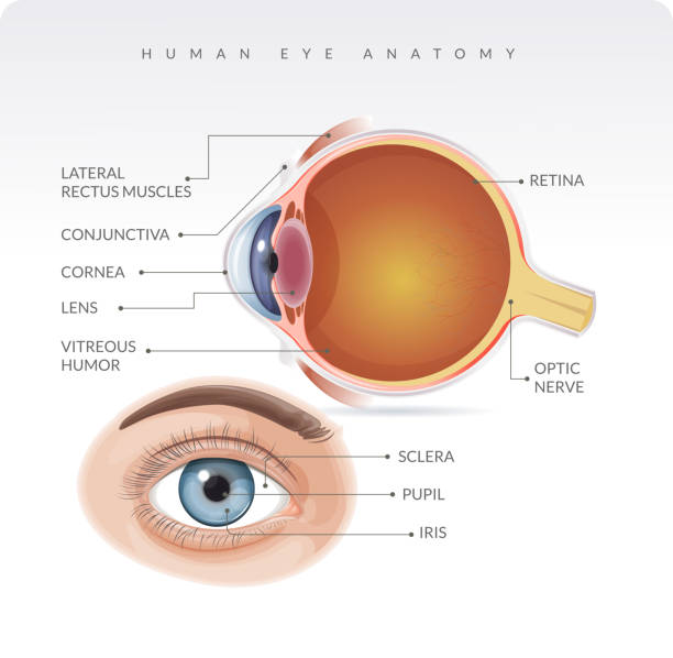 illustrations, cliparts, dessins animés et icônes de anatomie de l’œil humain - illustration de stock - choroid