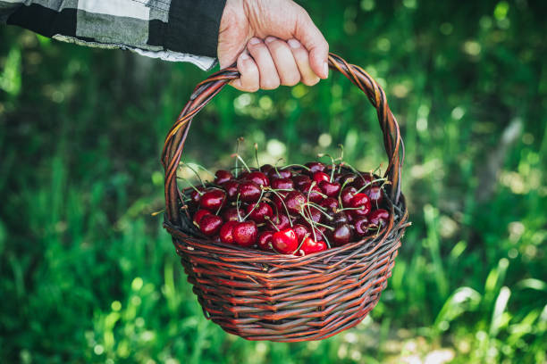 istock Cherry. Freshly harvested sweet cherries in basket. 1401303449