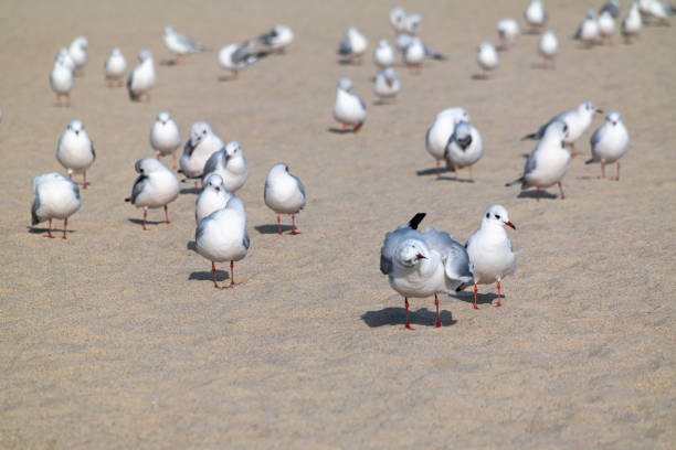 We filmed a seagull resting freely on Haeundae Beach in Busan, South Korea.