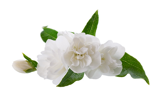 Jasmine flower, isolated on white background. White terry jasmine flowers