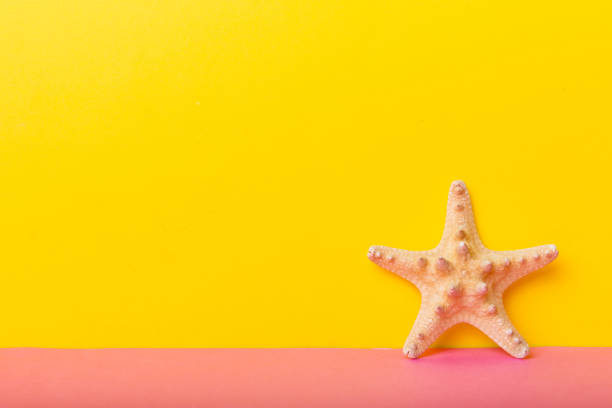 strandmuscheln auf farbigem hintergrund. mock-up mit kopierraum - ochre sea star stock-fotos und bilder