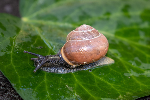 A snail crawling on a wet leaf of green ivy. Beautiful multi-colored snail shell.