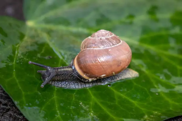 Photo of A snail crawling on a wet leaf of green ivy. Beautiful multi-colored snail shell.