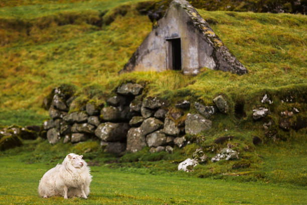 un mouton sur un terrain vert près de la maison en gazon - icelandic sheep photos et images de collection