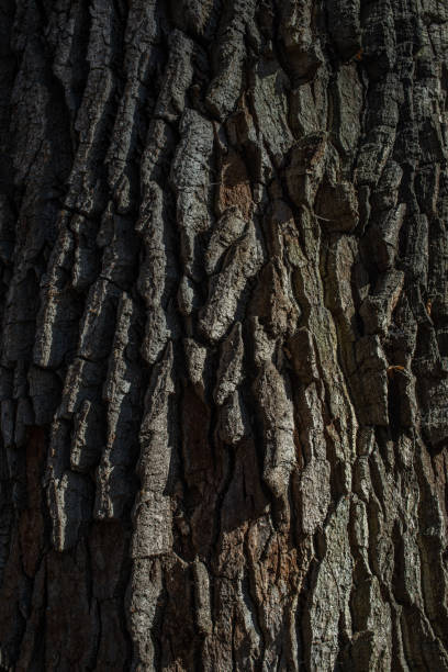 istock This is the textured bark of the tree. 1401307865