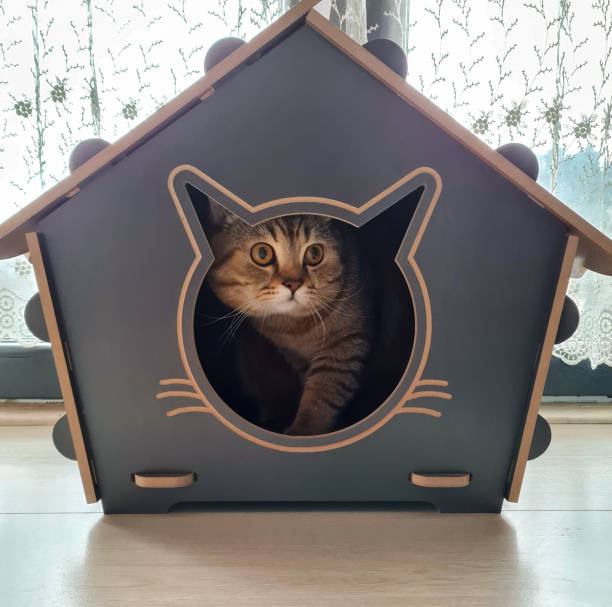 istock Cat nest for derelict stray animals 1401308183