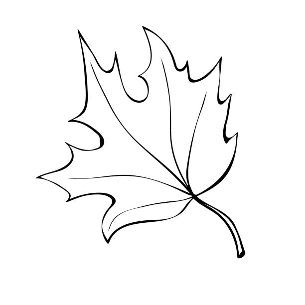 白い背景に分離された手描きのカエデの葉の輪郭。落書きスタイルで秋、自然、カナダのベクトルシンボル - maple leaf leaf autumn single object点のイラスト素材／クリップアート素材／マンガ素材／アイコン素材