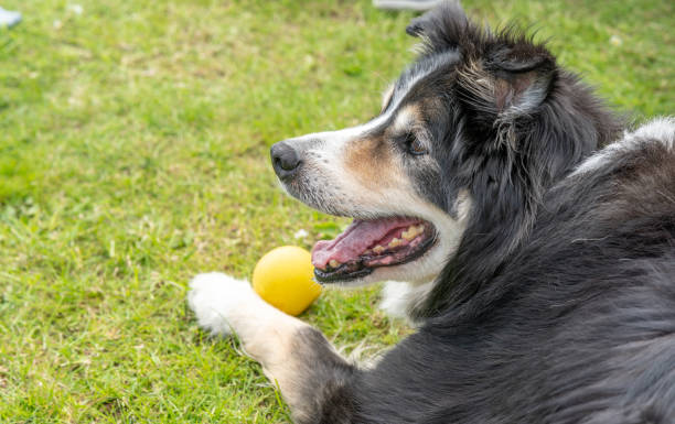 istock Border collie lying on grass with ball 1401308395