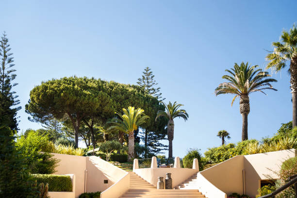 istock Stone stairs leading up, green plants, trees and palms 1401311155