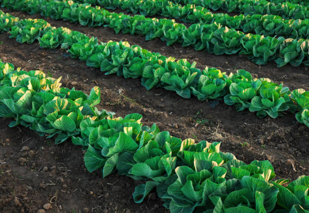 istock Landscape view of a freshly growing cabbage field. 1401312531