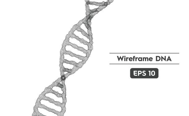 와이어프레임 메쉬를 이용한 dna 구조의 벡터 일러스트레이션 - nucleotides stock illustrations