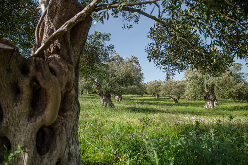 An Ancient Olive tree Grove in Springtime Greece Horizontal Image