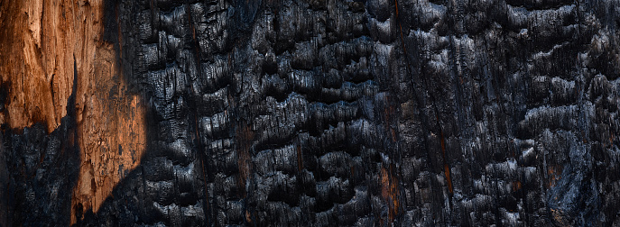 black burnt wood background, charcoal texture