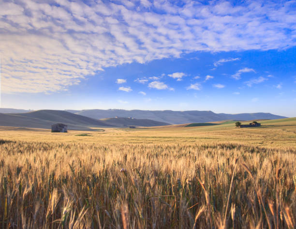istock SUMMER LANDSCAPE.Between Puglia and Basilicata: corn field at dawn. (ITALY) 1401314187