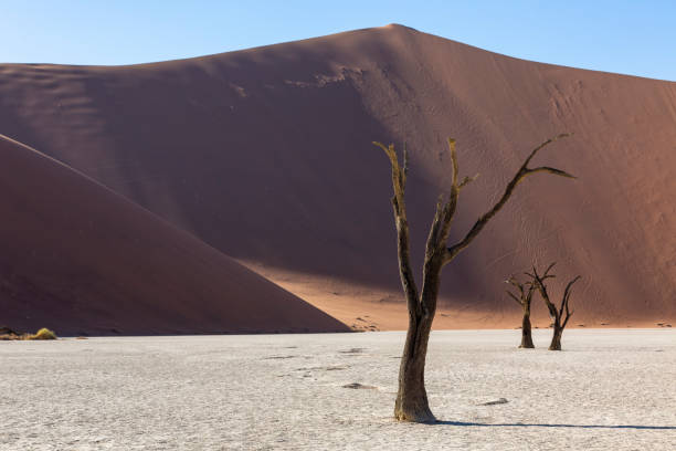 istock Dead camelthorn trees in front of high sand dunes 1401314203