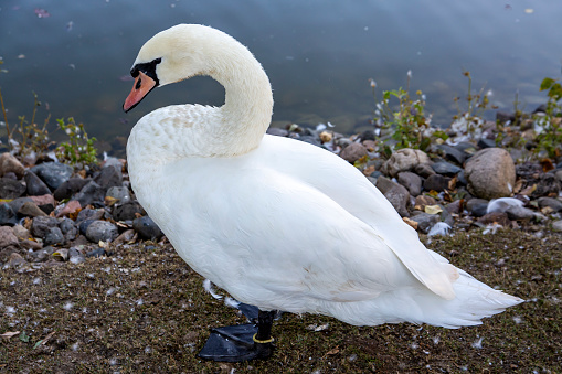 White swan cleans feathers on the shore of the lake