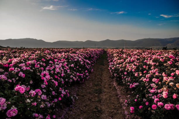 istock field with the fragrant damask rose 1401314442