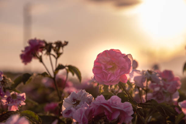 istock field with the fragrant damask rose 1401314443