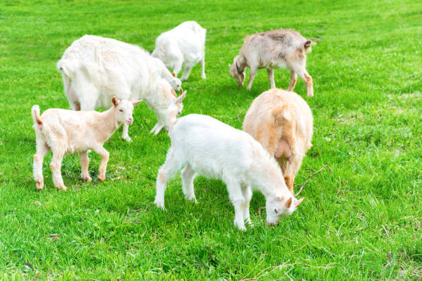 istock White goat with kid on green grass 1401314561