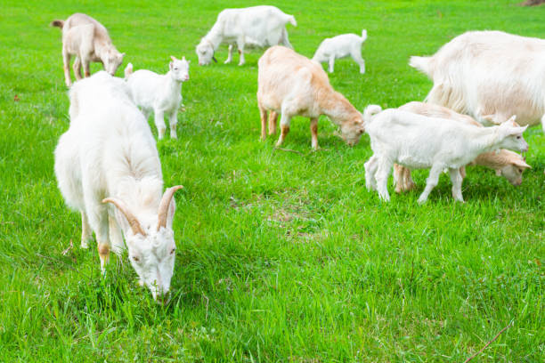 istock White goat with kid on green grass 1401314858