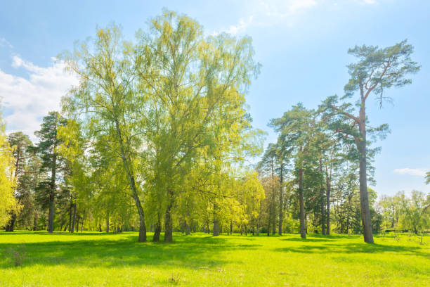 istock Green park forest with green trees 1401315100