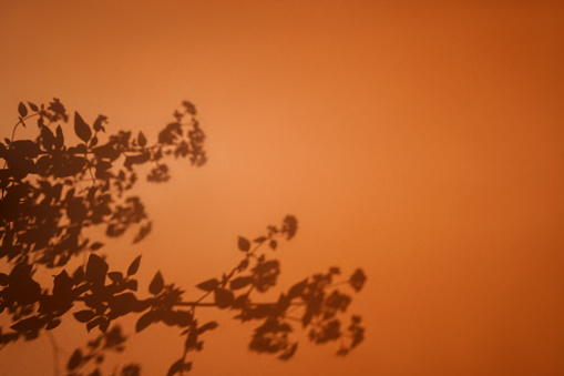 Shadow of leaf tree on orange background. Sun day. Overlay, copy space.