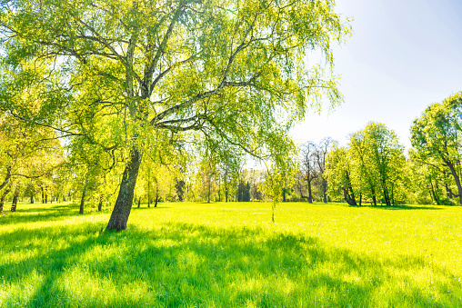 Green trees in spring park forest with green leaves, green grass and blue sky