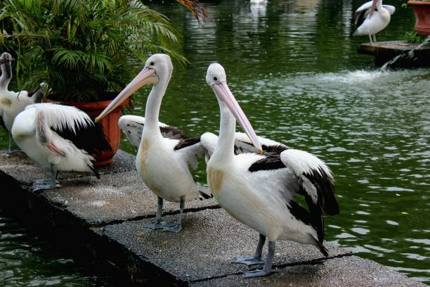 istock two pelicans sunbathing by the lake after swimming with their herd in the same pose 1401316053