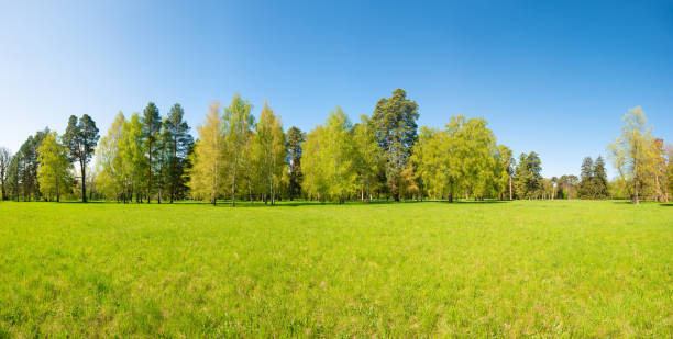 istock Green trees in park and blue sky 1401316163