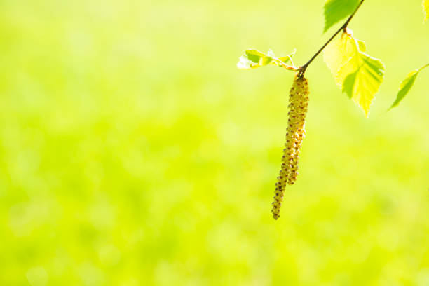 Green leaves on soft green spring grass background