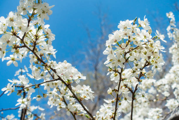 istock Flowering cherry against a blue sky. Cherry blossoms. Spring background 1401317504