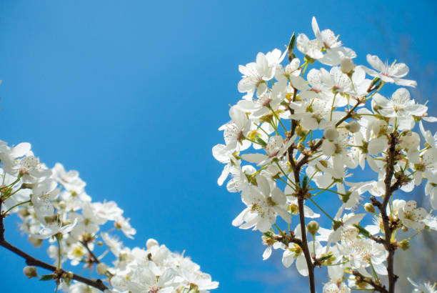 istock Flowering cherry against a blue sky. Cherry blossoms. Spring background 1401317542