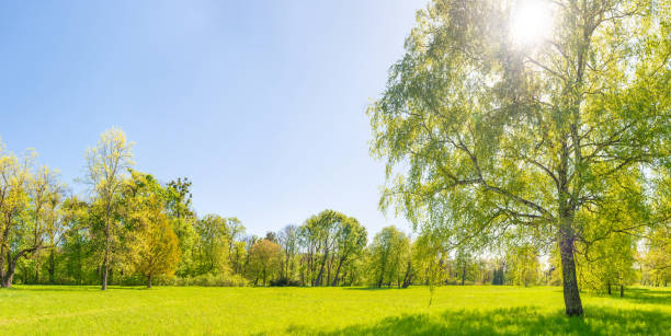 istock Green trees in park and blue sky 1401317795