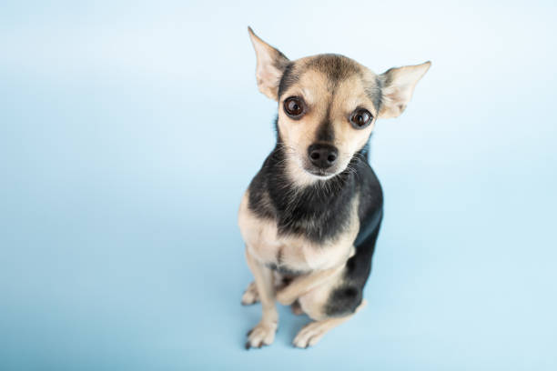 istock small dog toy terrier on a blue background 1401318314