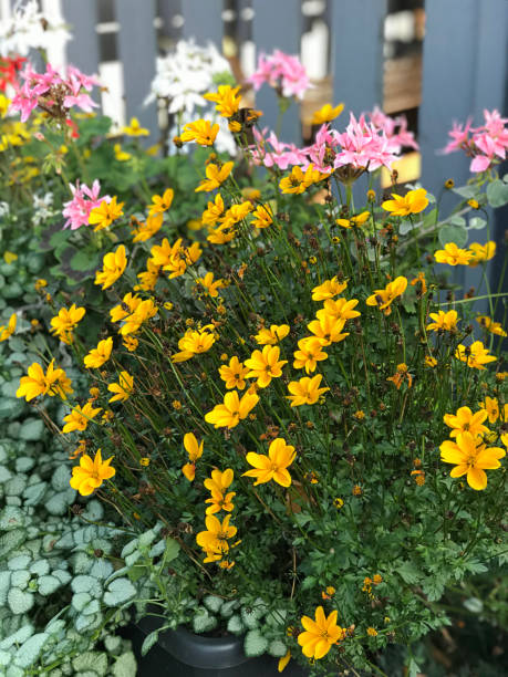 istock Planting Engelmannia peristenia or Engelmann daisy or Cutleaf daisy in Trakai, Lithuania. 1401319339