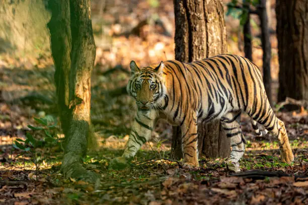 Indian wild bengal male tiger walking with side profile and eye contact at tala bandhavgarh national park or tiger reserve umaria madhya pradesh india asia - panthera tigris tigris