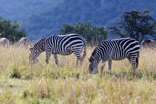 Photo of zebras at the Aberdare National Park in Kenya.