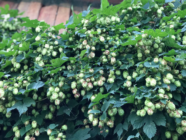 посадка humulus lupulus или растения обыкновенного хмеля или хмеля в тракае, литва. - parks brewery стоковые фото и изображения