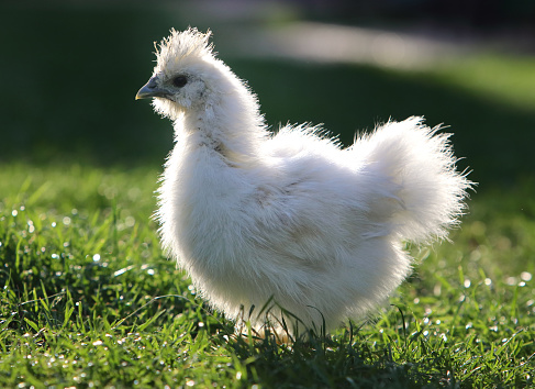 Chicken in bio farm on green grass