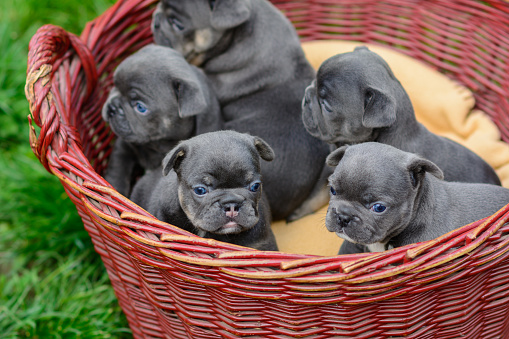 Baby French Bulldog is sitting in wooden basket