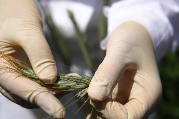 istock Female laboratory assistant checks cereals for smut. 1401321749