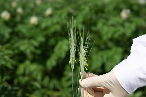 istock Female laboratory assistant checks cereals for smut. 1401321764