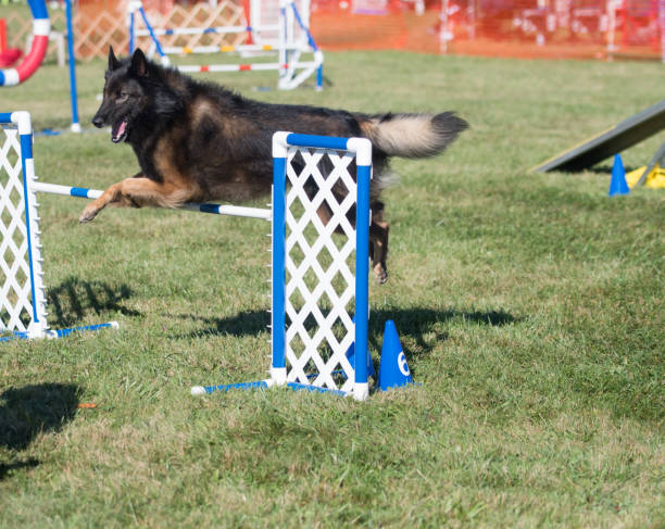 istock Belgian Tervuren jumping over a hurdle 1401321877