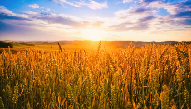istock Beautiful cereals field in nature on sunset. 1401322044