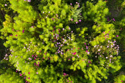 Flower meadow from above.