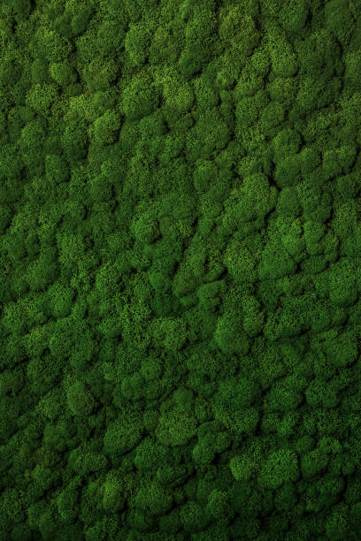 istock Wall decorated with stabilized moss in an eco-friendly office 1401323865