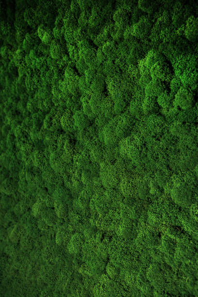 istock Wall decorated with stabilized moss in an eco-friendly office 1401323869