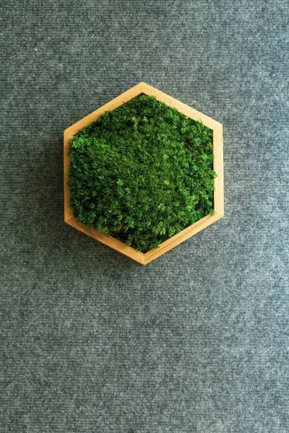 istock Stabilized moss in a hexagonal wooden box. Eco-friendly interior detail 1401324020
