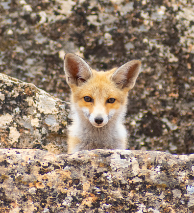 Red fox in Imadghassen tomb, Batna, Algeria
